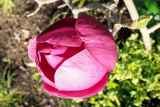 Magnolia 'Black Tulip' RCP 3-2020 (JK)  (4).jpg